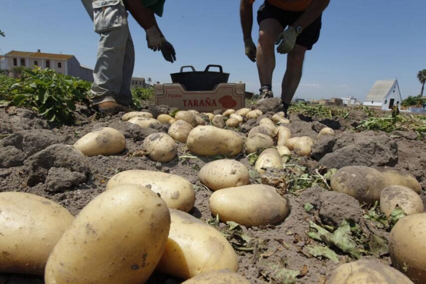 Resultado de imagen de recogida patata